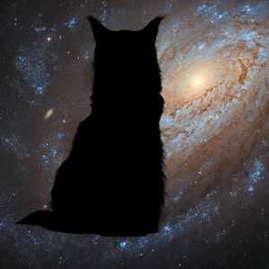 An image of a cat punching through space, what!